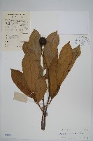 刺番荔枝藏品圖，第1張