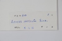 刺番荔枝藏品圖，第2張