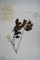 密毛假黃楊藏品圖，第1張