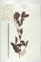 山紅柿藏品圖，第4張