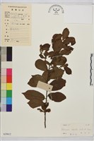 鈍齒鼠李藏品圖，第2張