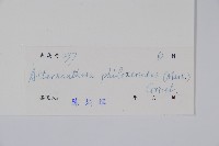 空心蓮子草藏品圖，第2張