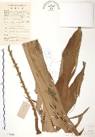 月桃、艷山姜、玉桃藏品圖，第1張