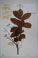 烏欖藏品圖，第1張