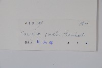 烏欖藏品圖，第2張