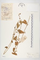 心萼薯藏品圖，第1張