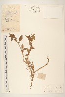 金鈕釦藏品圖，第1張