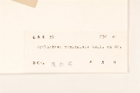 金鈕釦藏品圖，第3張