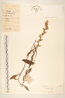 一枝黃花藏品圖，第1張