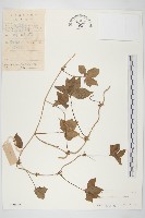 番仔藤藏品圖，第1張