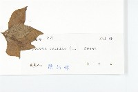 番仔藤藏品圖，第3張