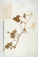 紅花野牽牛藏品圖，第1張