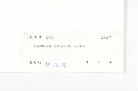 紅花野牽牛藏品圖，第3張