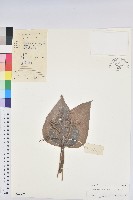 石栗藏品圖，第1張