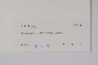 假杜鵑藏品圖，第2張