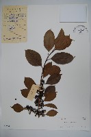 鐵冬青藏品圖，第1張