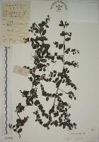 小葉黃鱔藤藏品圖，第1張