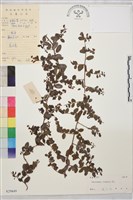 小葉黃鱔藤藏品圖，第2張