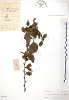 馬甲子藏品圖，第1張