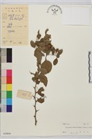 馬甲子藏品圖，第2張