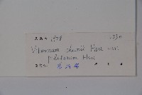 毛枝金腺莢迷藏品圖，第2張