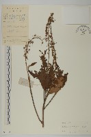 江南山柳藏品圖，第1張