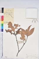 阿里山三斗石櫟、硬斗柯藏品圖，第1張