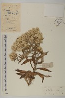 珠毛香青藏品圖，第1張