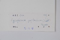 琉璃草藏品圖，第2張