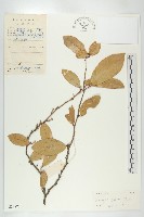 藤胡頹子藏品圖，第1張