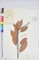 美葉石櫟藏品圖，第1張