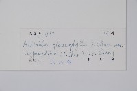 耳葉獼猴桃藏品圖，第2張