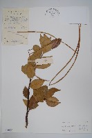 乳兒繩藏品圖，第1張