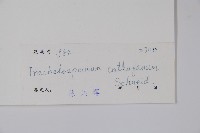 乳兒繩藏品圖，第2張