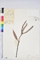 厚斗柯藏品圖，第1張