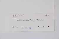 宜昌蛇菰藏品圖，第2張