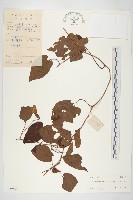 毛姬旋花藏品圖，第1張