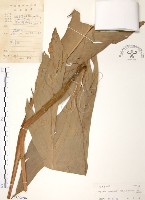 月桃、艷山姜、玉桃藏品圖，第1張