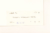 細脈斑鳩菊、毒根斑鳩菊藏品圖，第3張