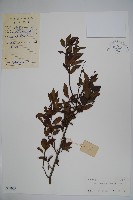 密毛假黃楊藏品圖，第1張