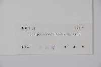 密毛假黃楊藏品圖，第2張