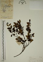 拎壁龍藏品圖，第1張