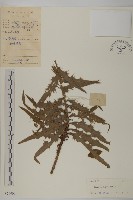 小薊藏品圖，第1張