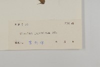 小薊藏品圖，第3張