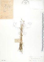 矮形光巾草藏品圖，第1張