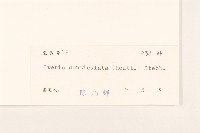 苦實菜藏品圖，第3張