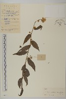 大頭艾納香藏品圖，第1張