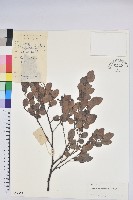 米飯花藏品圖，第1張