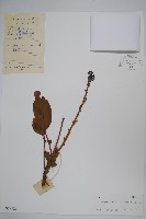 鵝掌柴、江某、鴨腳樹藏品圖，第1張