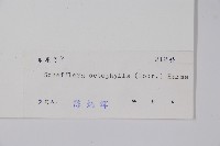 鵝掌柴、江某、鴨腳樹藏品圖，第2張